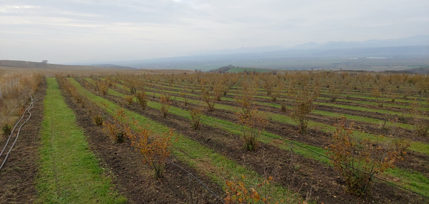 Goldcorylus vara 2018
