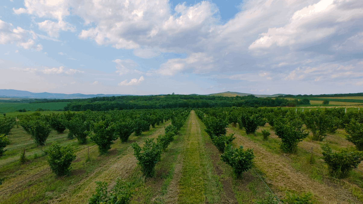 Goldcorylus vara 2018