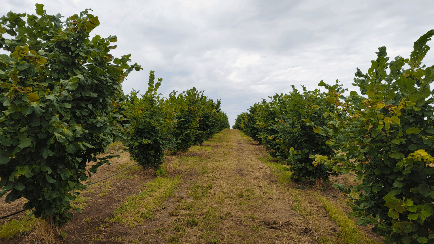 Goldcorylus vara 2018